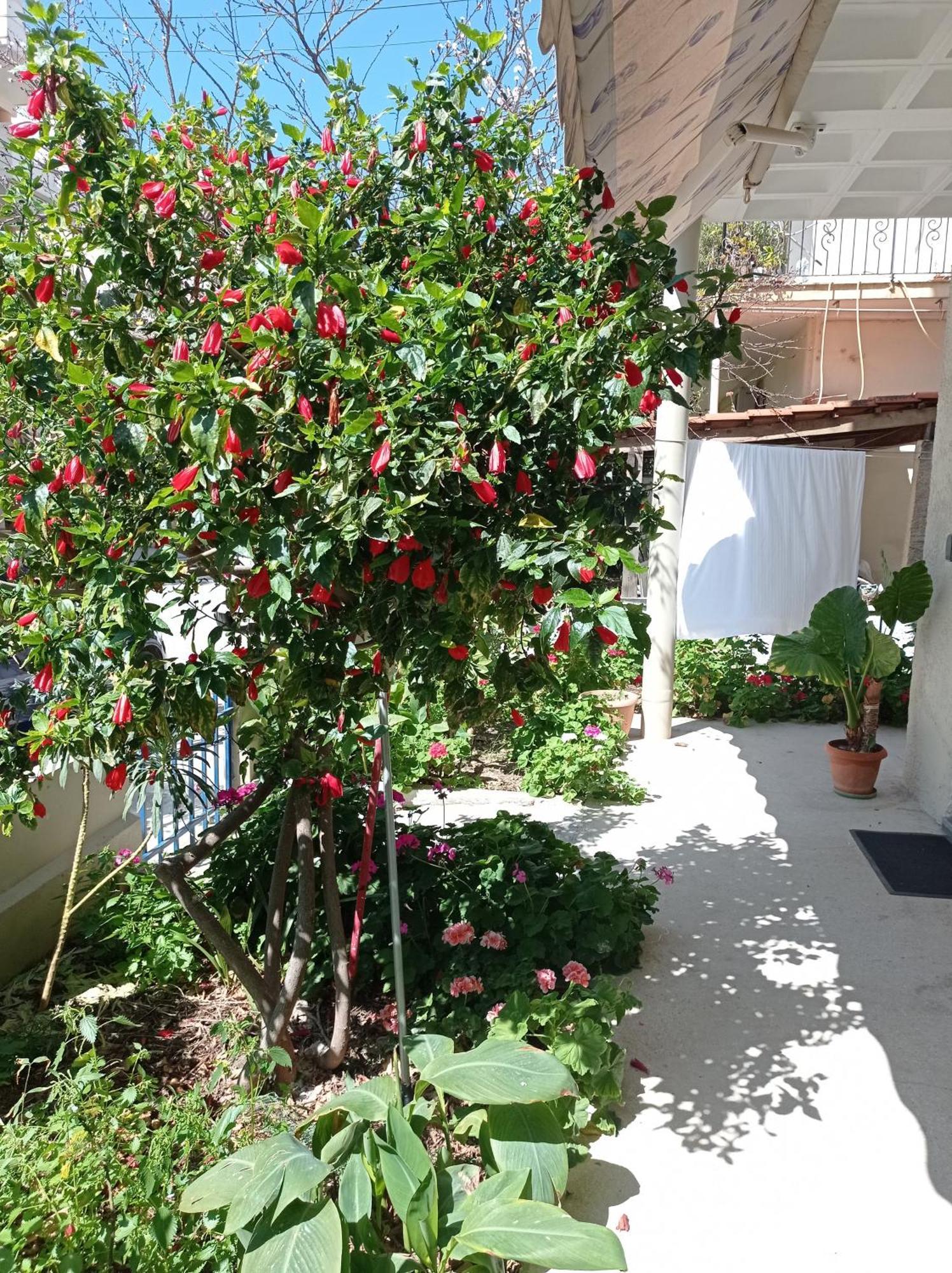 Tasos Seagull Apartments Ханя Екстериор снимка